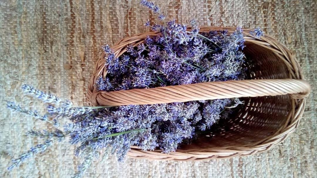 Soba Lavanda Kladovo Exterior foto